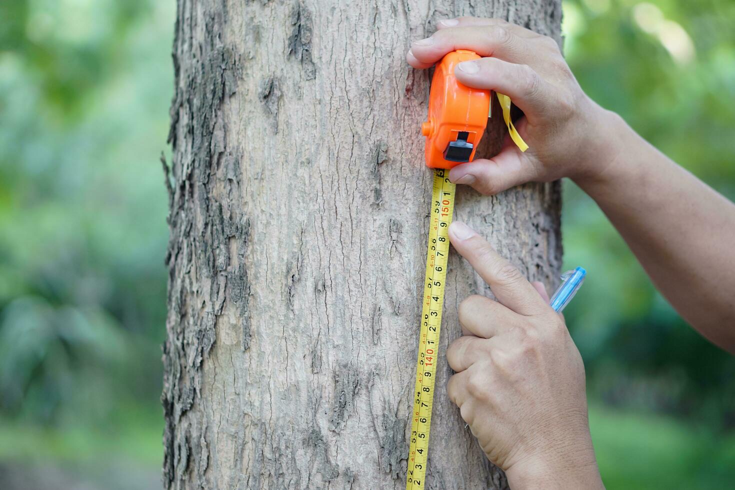 Close up hands hold measuring tape to measure trunk of tree to analysis and research about growth of tree. Concept, forest valuation. Conservation of environment. photo