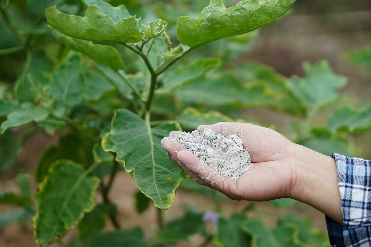 Close up gardener  hand holds ash powder to fertilize plants in garden. Concept, organic gardening. Ashes can get rid of insects, pests of plants, improve soil. photo
