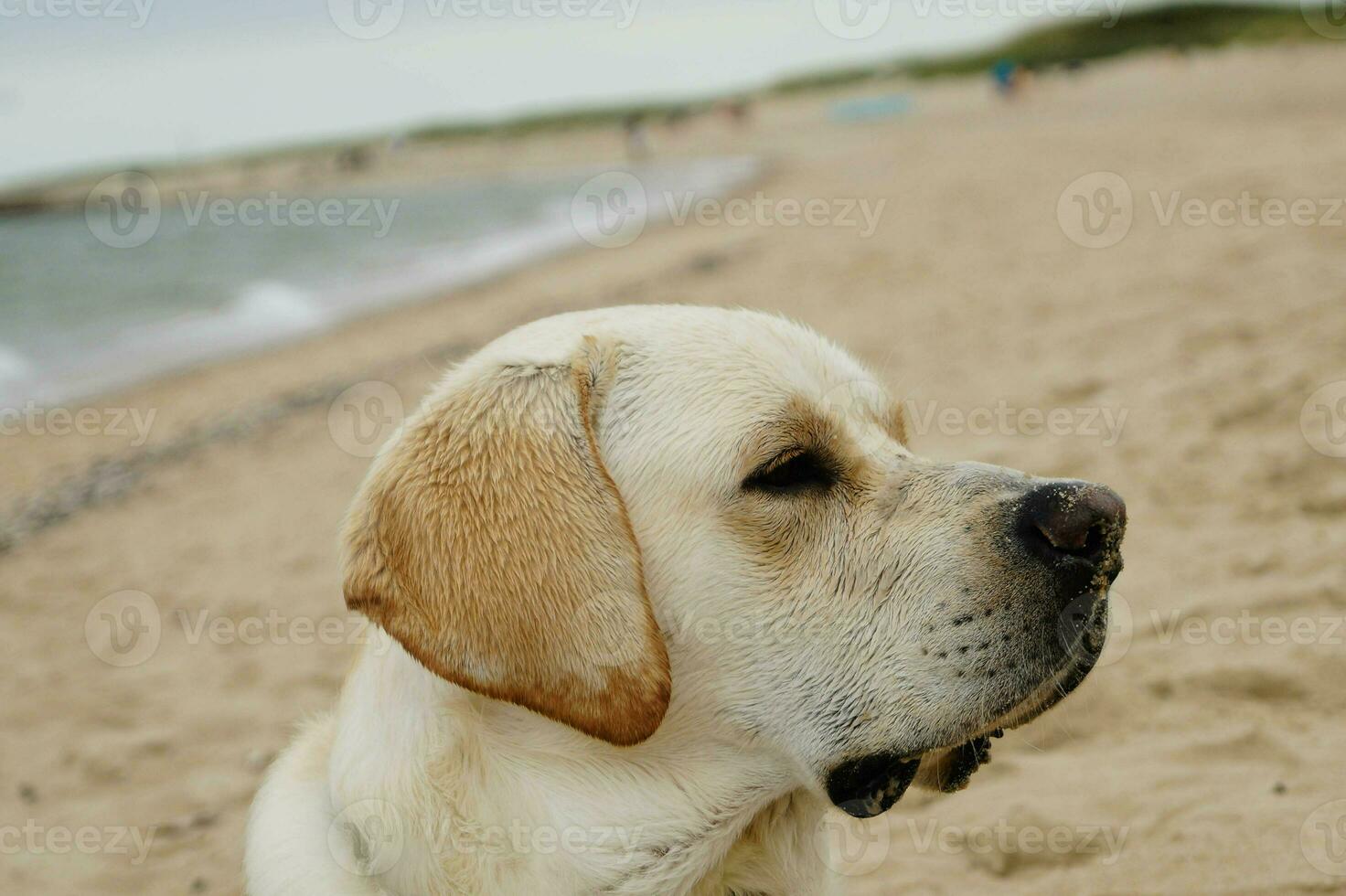 White short coated british Labrador Retriever on the beach of Blavand Denmark photo