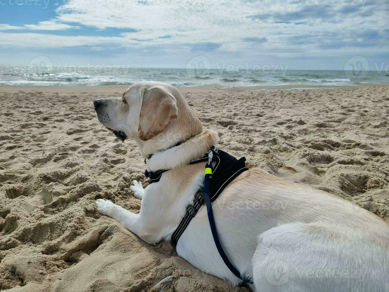 White short coated british Labrador Retriever on the beach of Blavand Denmark photo