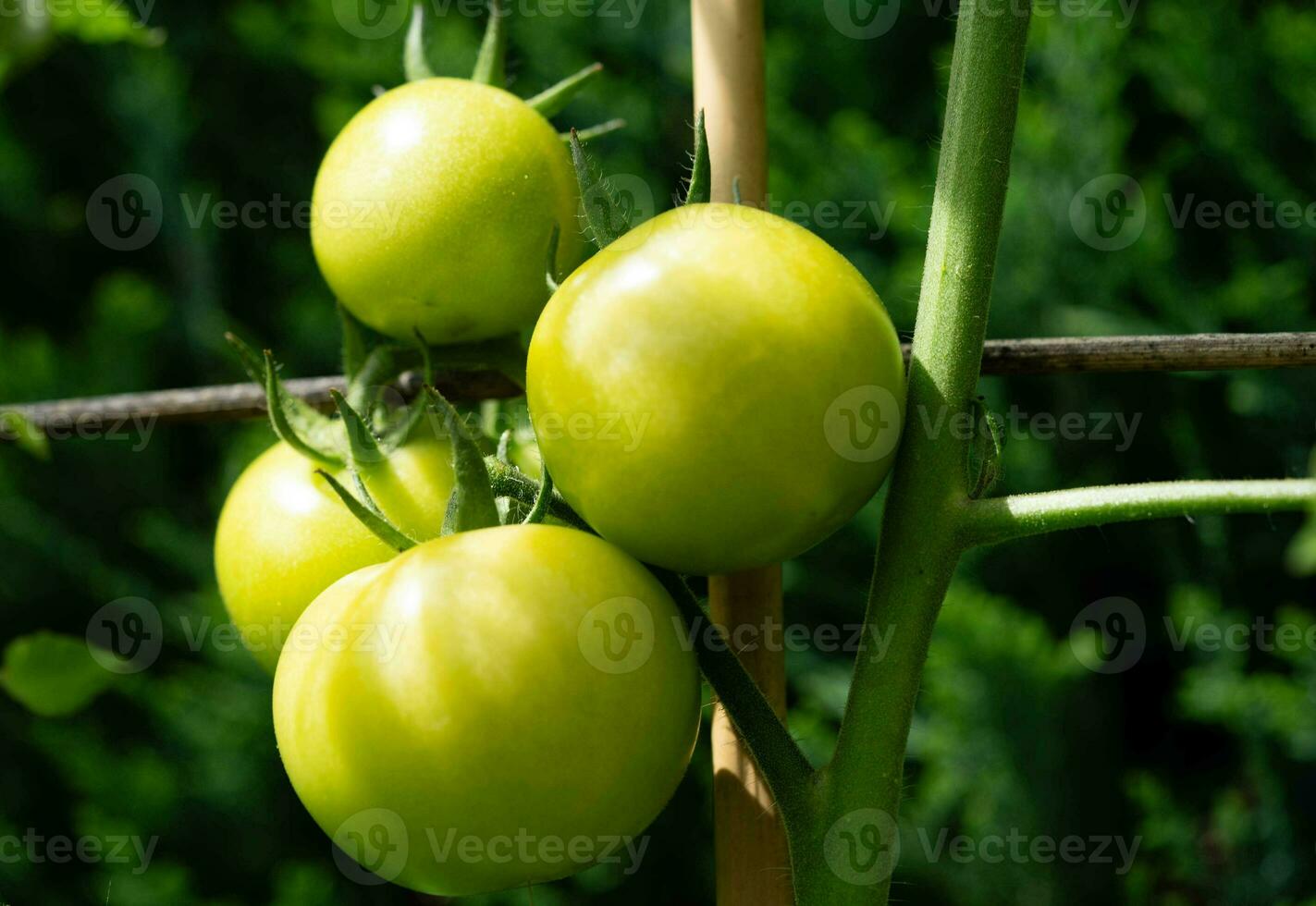 red round Tomatoes Solanum Lycopersicum for a salad or a soup photo