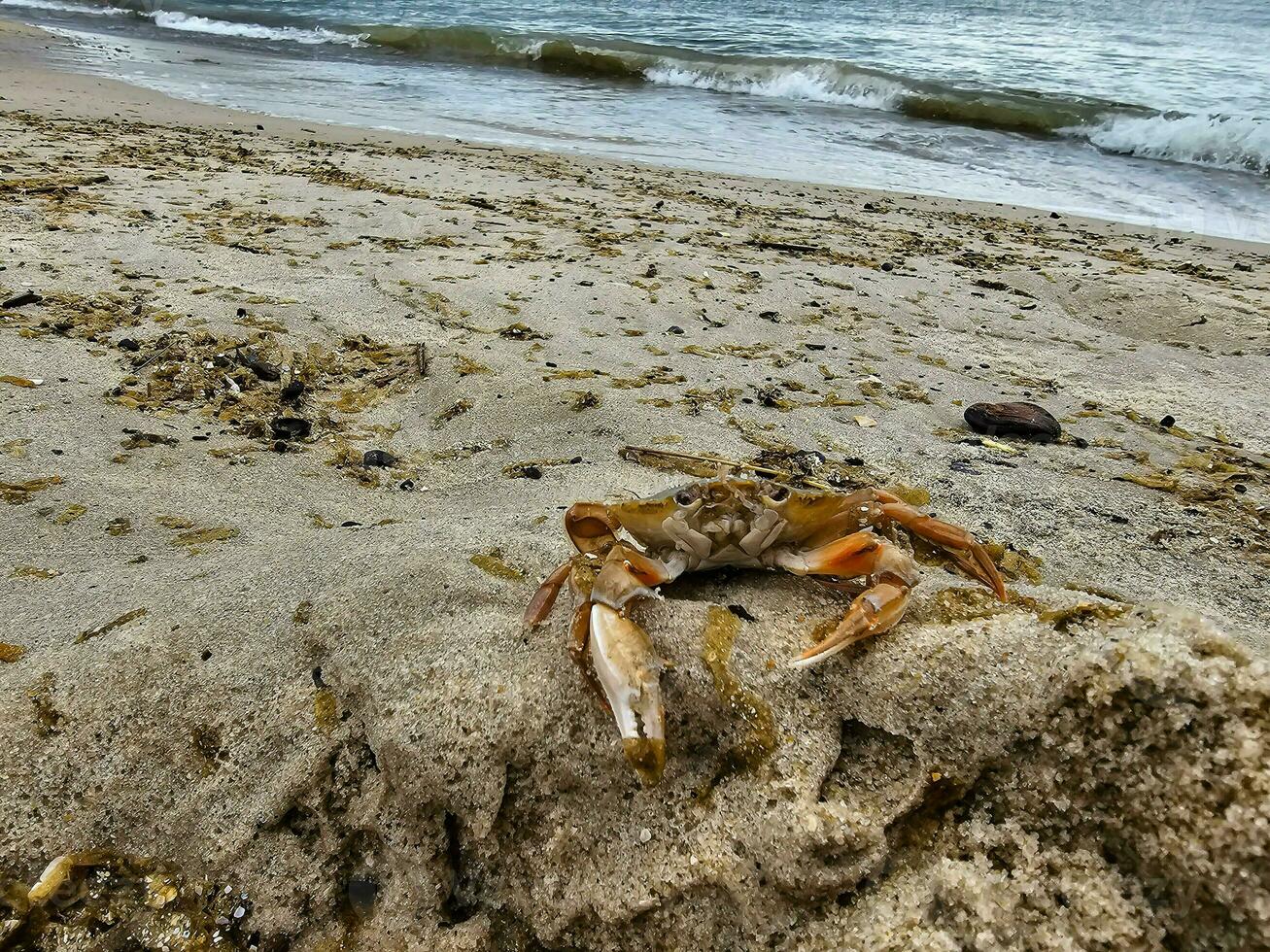 norte mar cangrejos en el playa en blavand Dinamarca foto