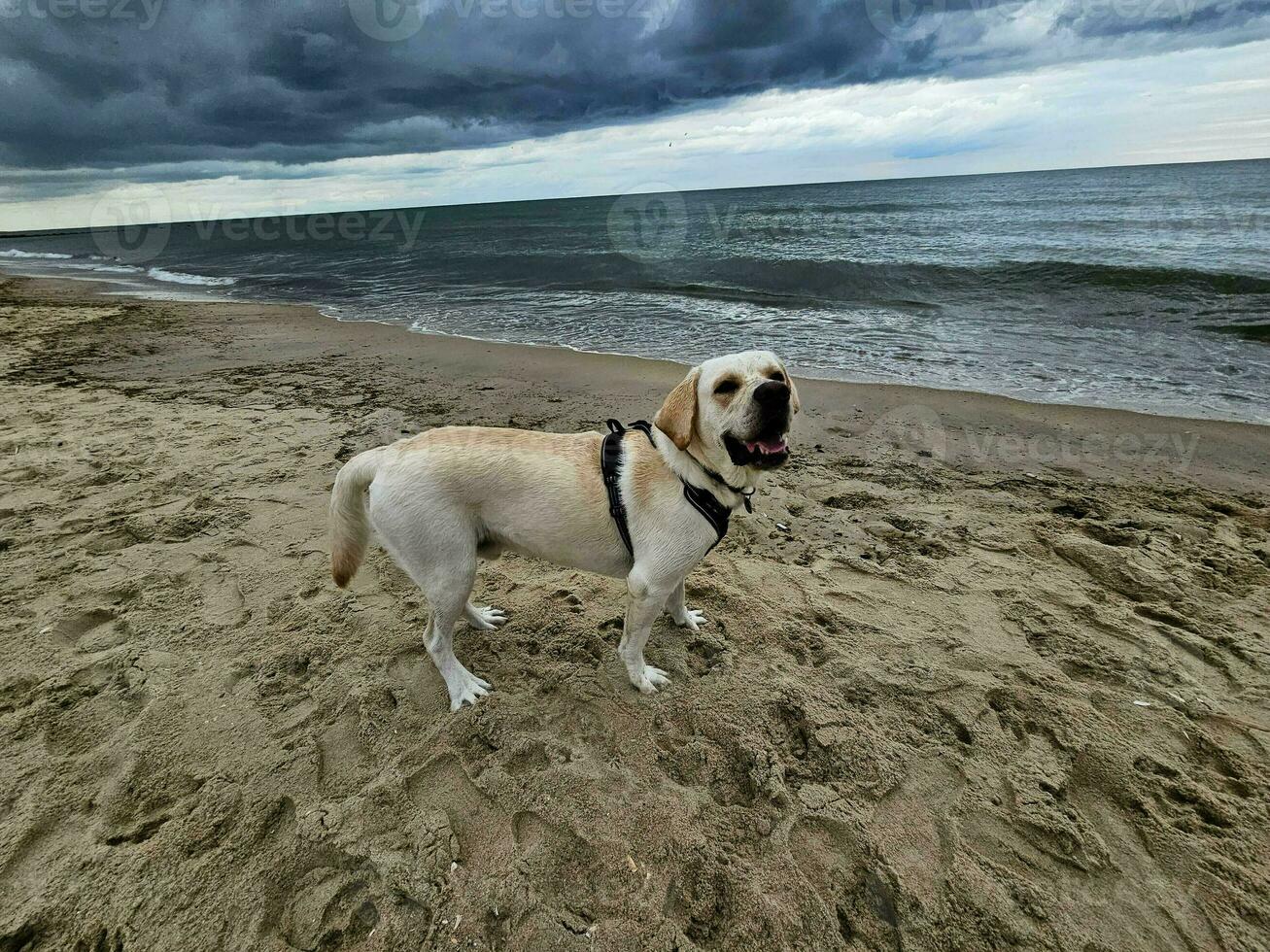 White short coated british Labrador Retriever on the beach of Blavand Denmark photo