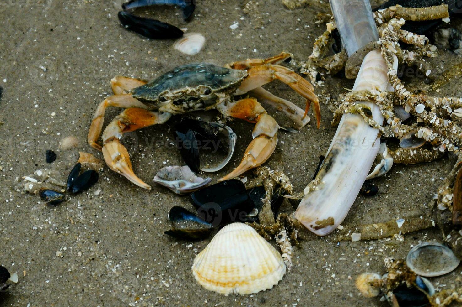 north sea crabs on the beach in Blavand Denmark photo