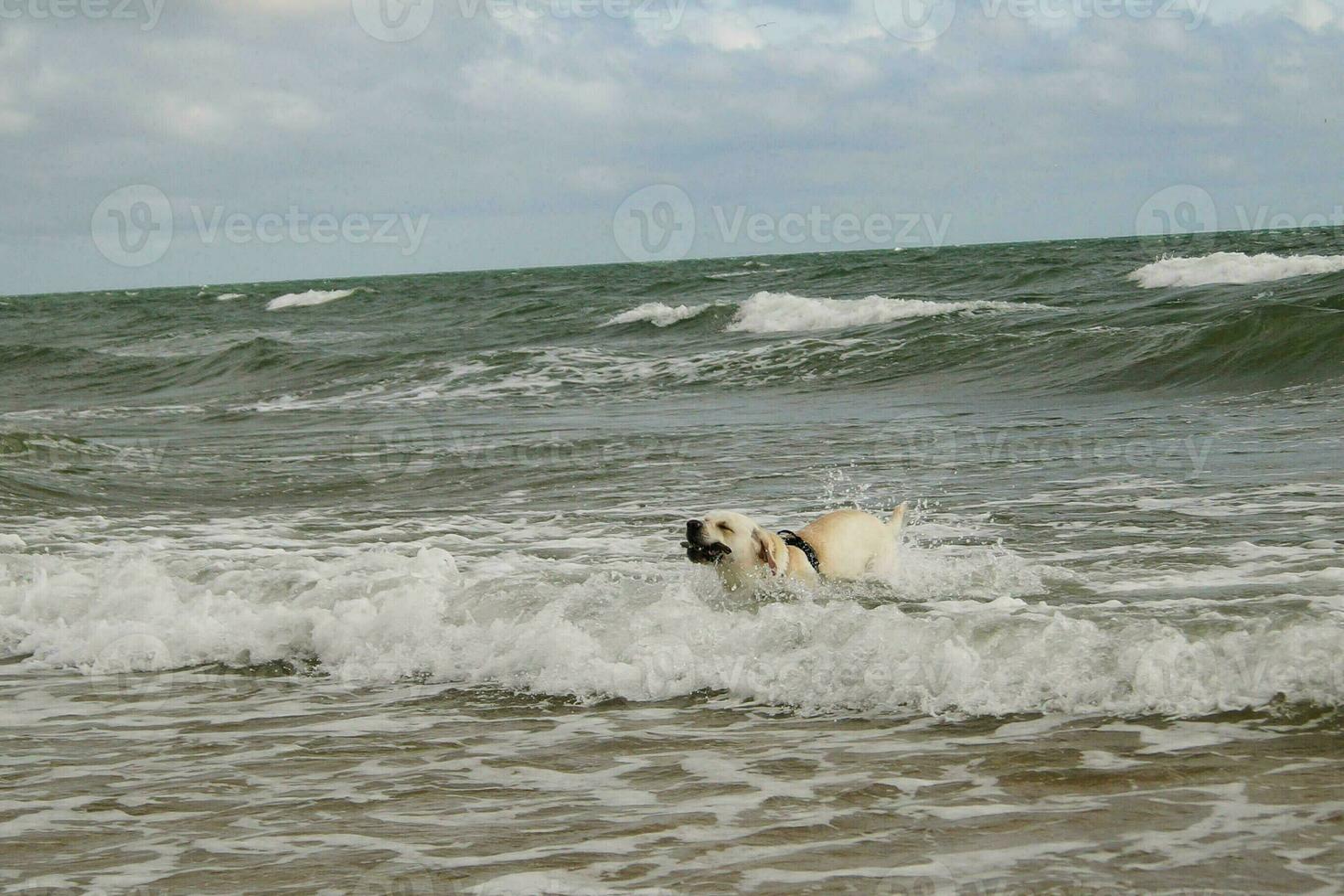 White short coated british Labrador Retriever on the beach of Blavand Denmark photo