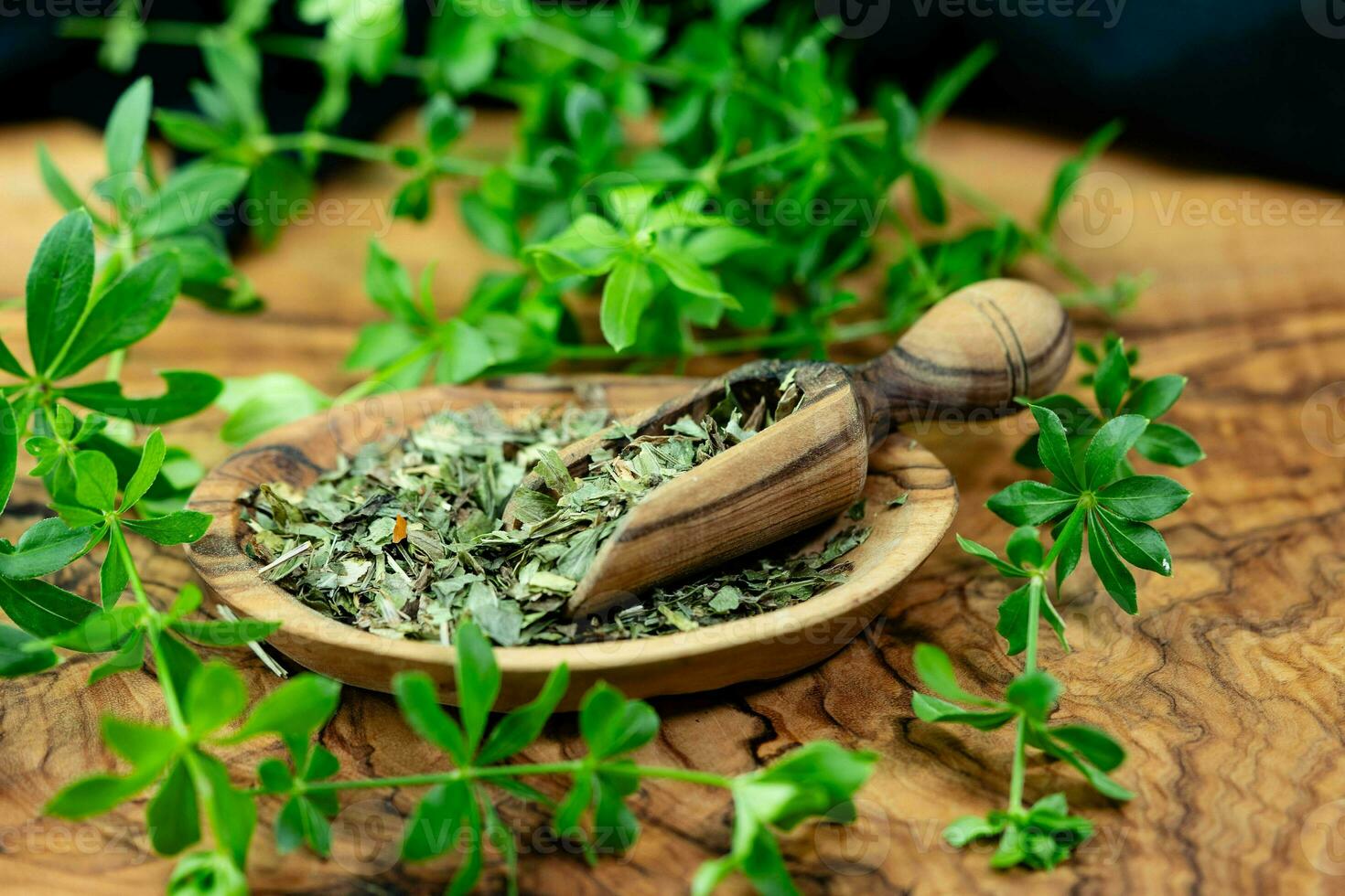 Leaves of the woodruff plant Galium odoratum fresh and dried photo