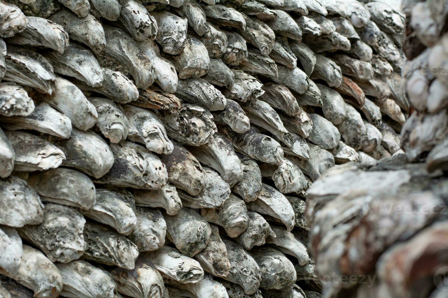 shellfish fossils Ancient Oyster Wall made from shells large amount photo