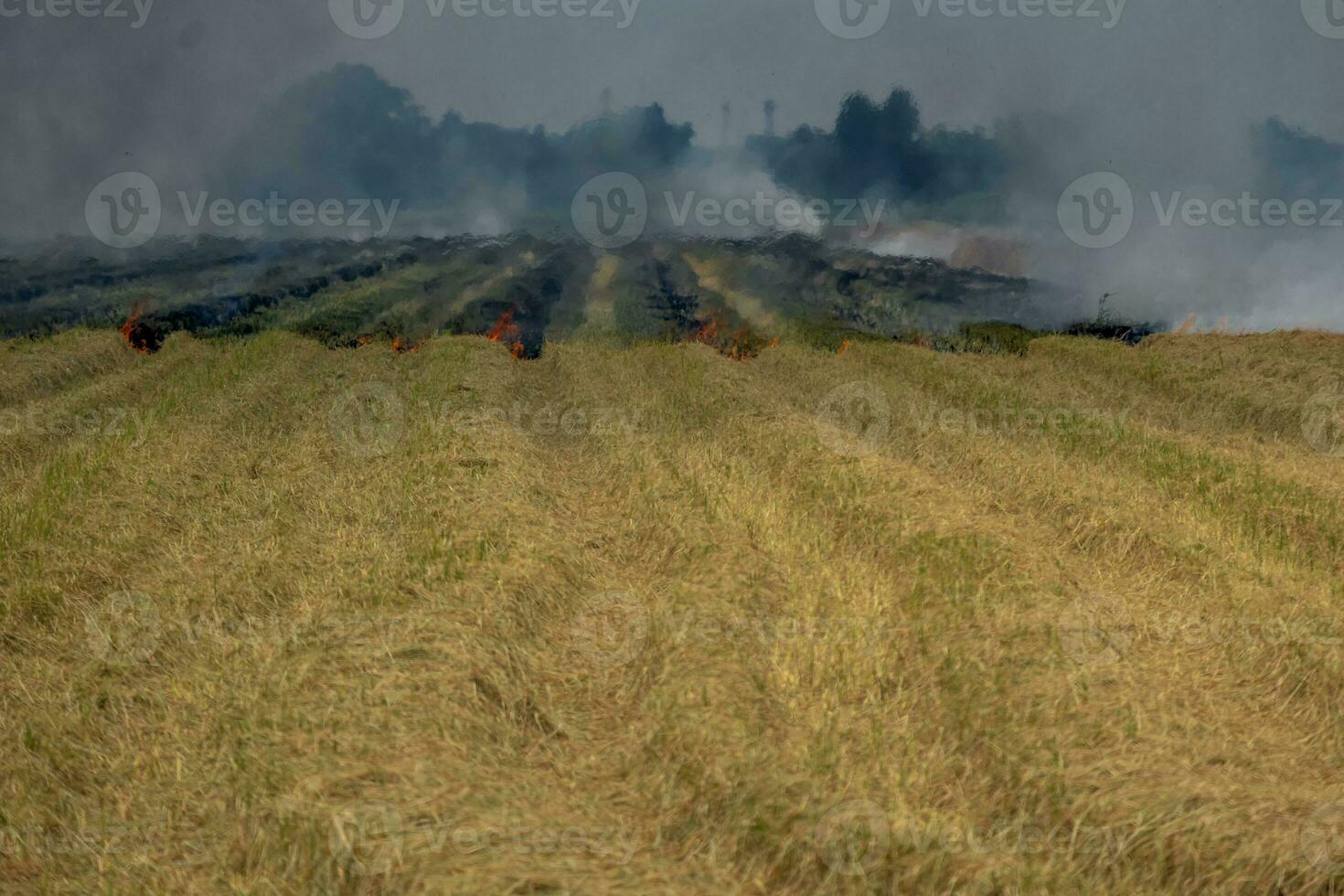 Grassland field fire Burn rice straw after harvesting agricultural products. photo