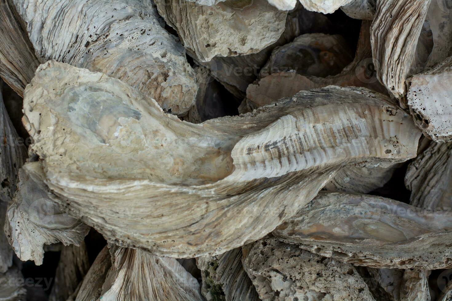shellfish fossils Ancient Oyster Wall made from shells large amount photo