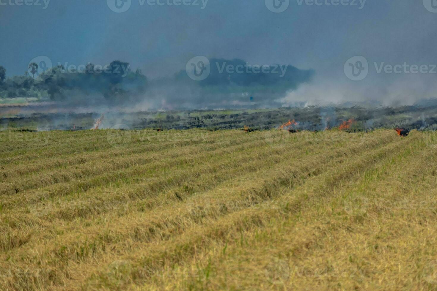 Grassland field fire Burn rice straw after harvesting agricultural products. photo