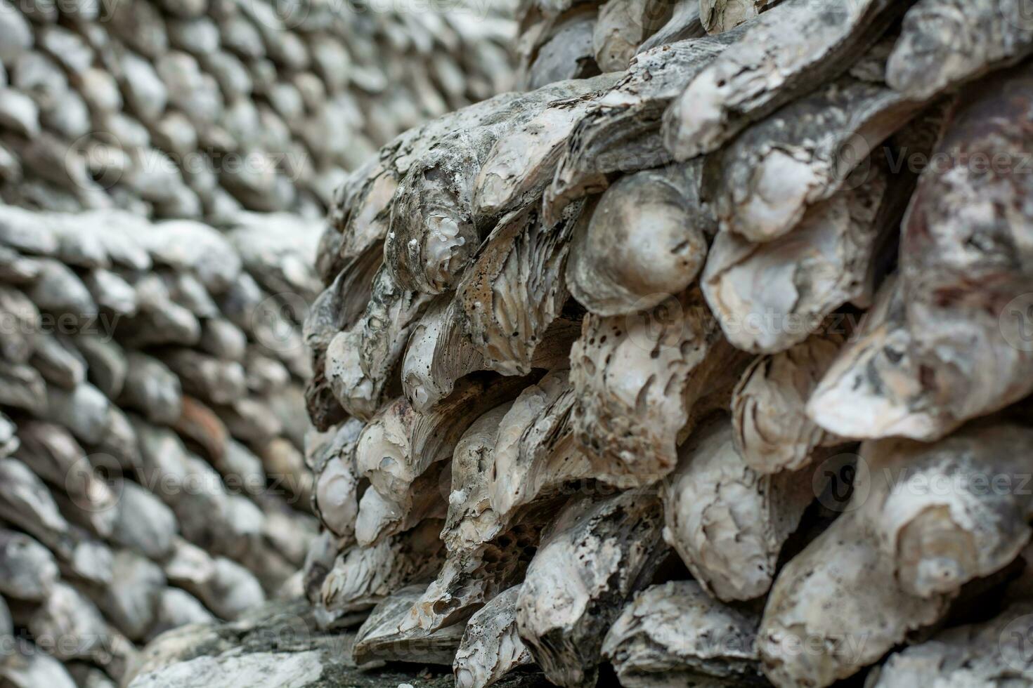 shellfish fossils Ancient Oyster Wall made from shells large amount photo