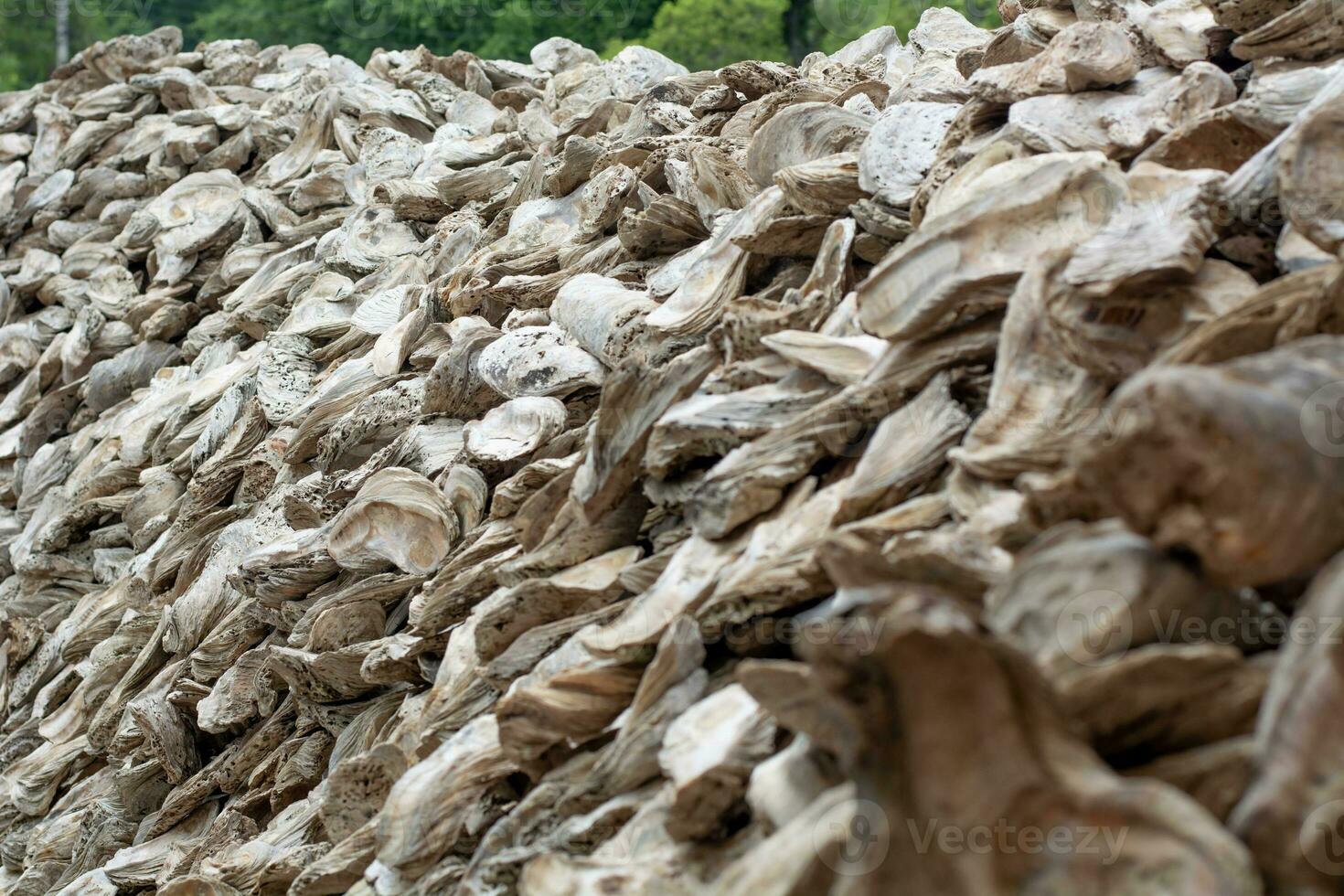 shellfish fossils Ancient Oyster Wall made from shells large amount photo