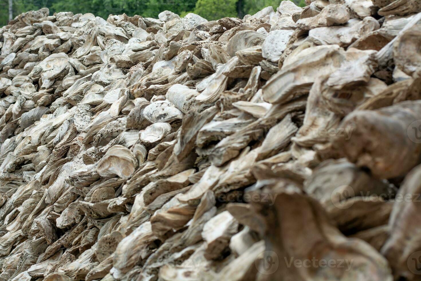 shellfish fossils Ancient Oyster Wall made from shells large amount photo