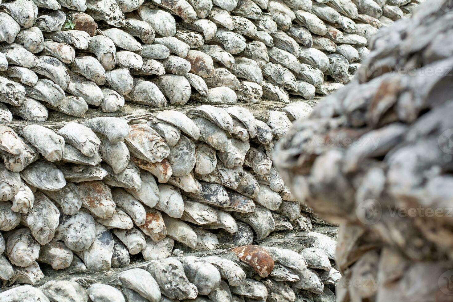 shellfish fossils Ancient Oyster Wall made from shells large amount photo