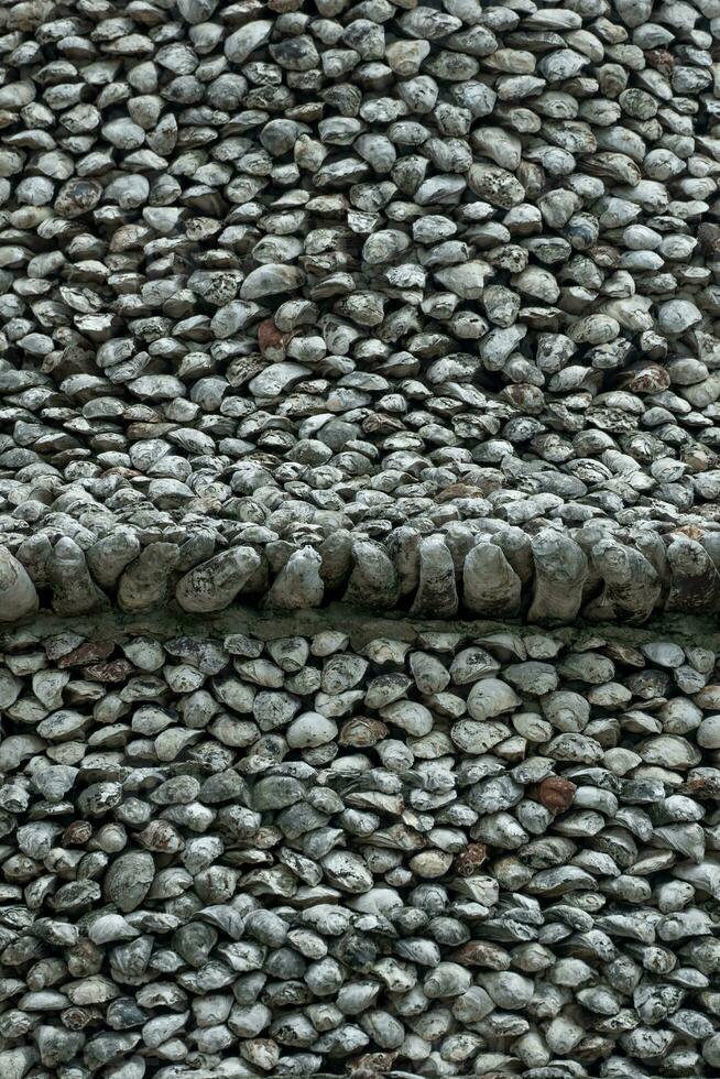 shellfish fossils Ancient Oyster Wall made from shells large amount photo