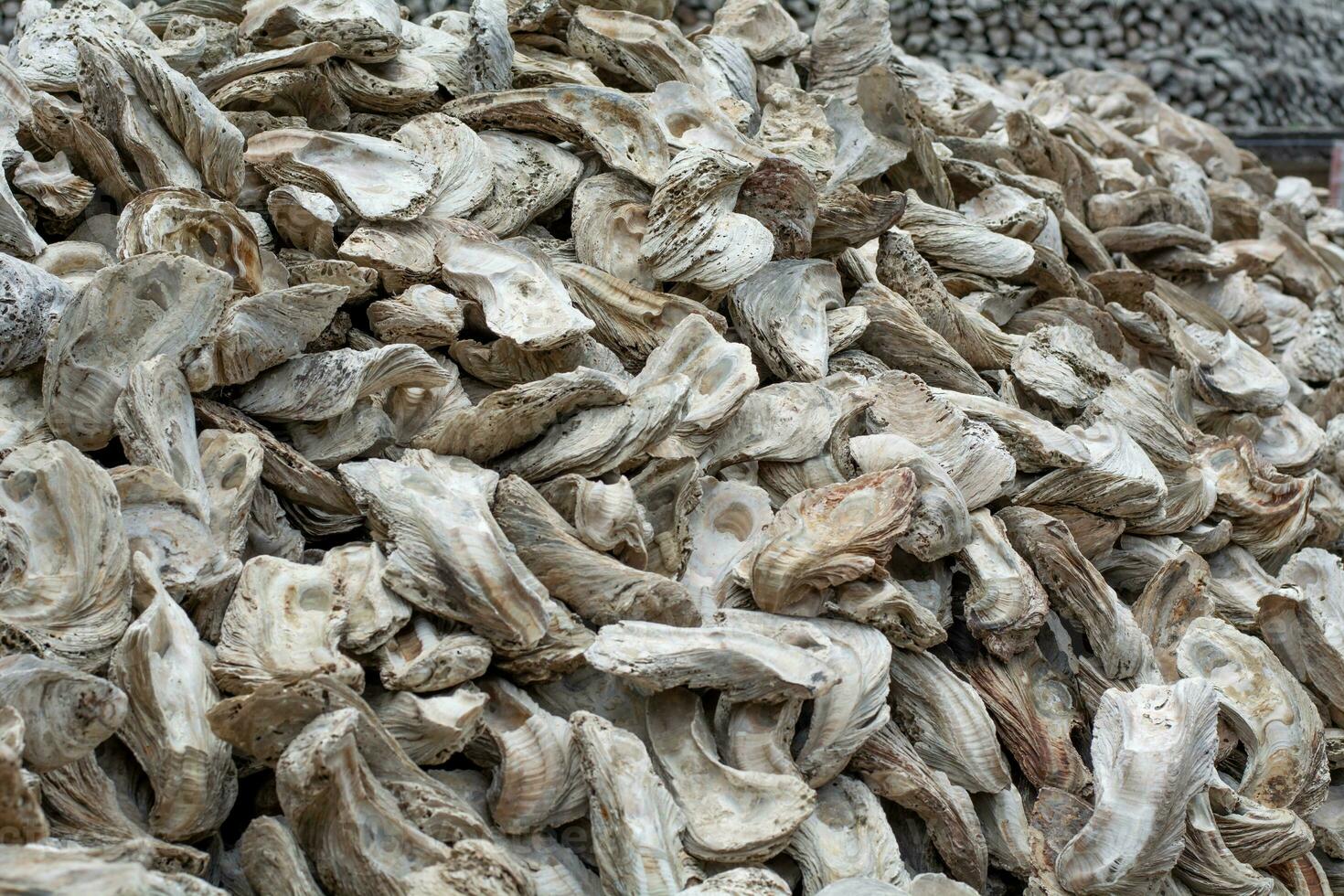 shellfish fossils Ancient Oyster Wall made from shells large amount photo