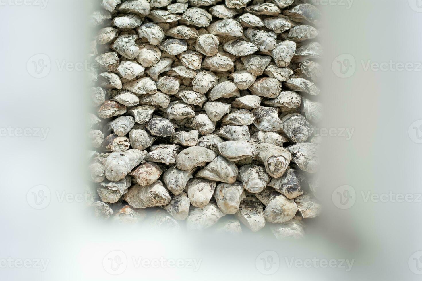 shellfish fossils Ancient Oyster Wall made from shells large amount photo