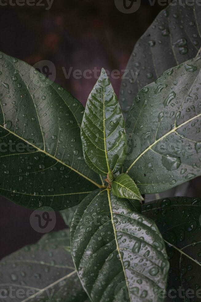 Close up of green leaf with water droplets photo