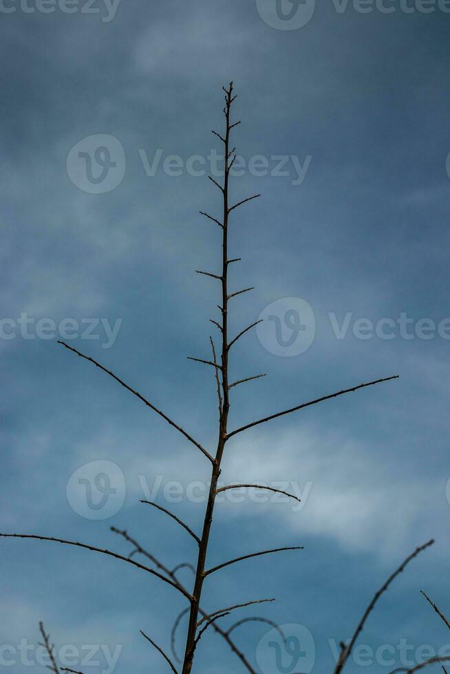 Dry branches of a tree against a blue sky photo