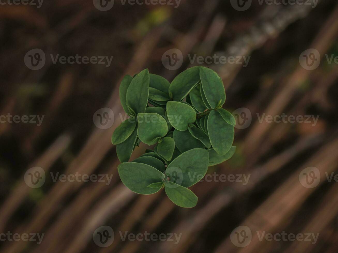 Top view of leaves in the forest. photo