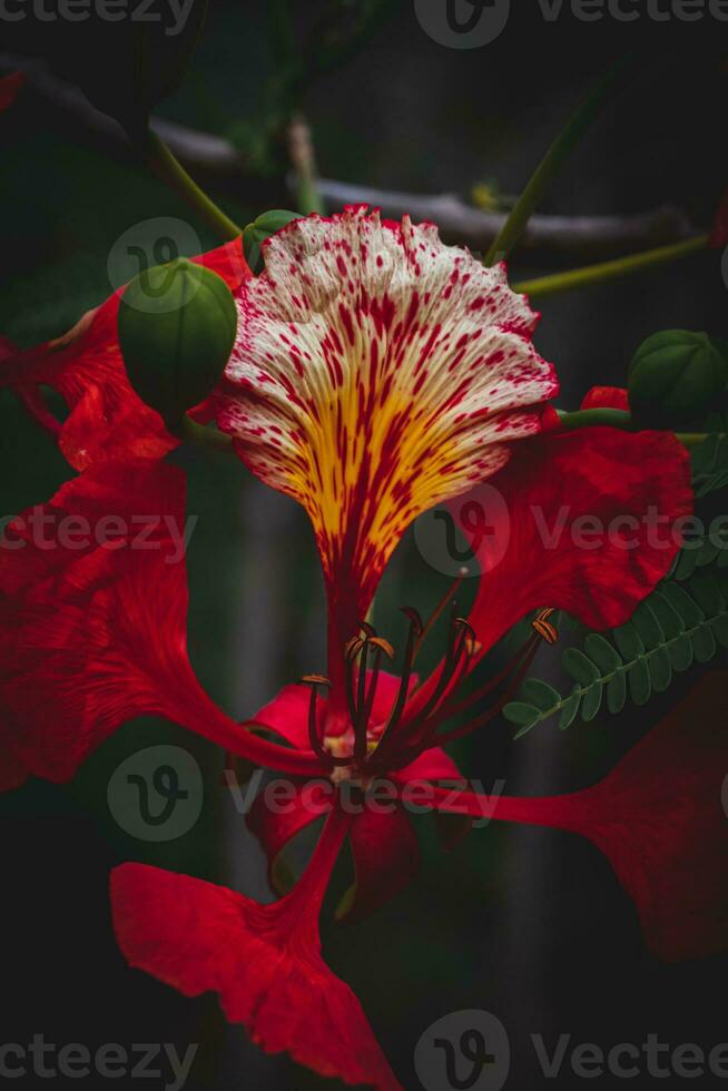 Close up of Flamboyant flower photo