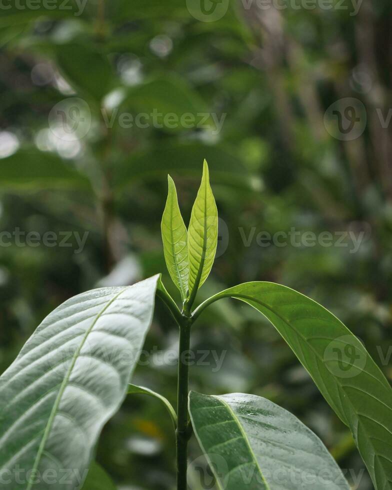 Green leaves of tree in the morning light. photo