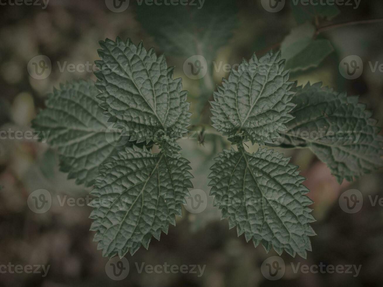 parte superior abajo Disparo de simétrico planta cabeza. foto