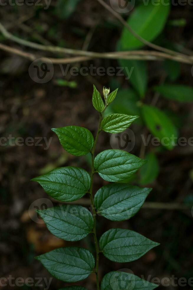 The Freshness of Natures Beauty photo