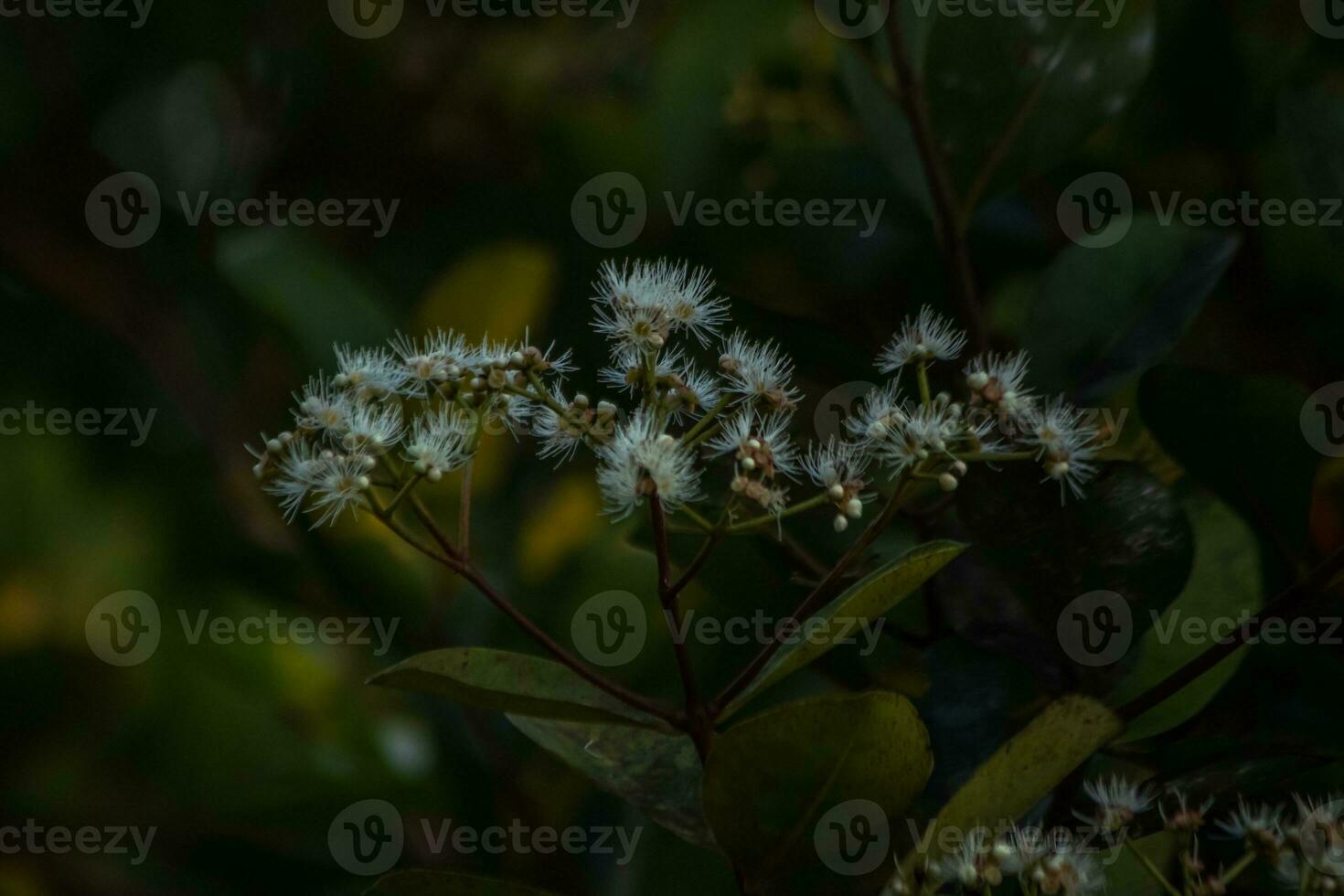 Close-up of Natures Beauty Flower photo