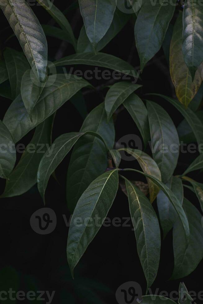 Green leaves of the tree in the dark. photo