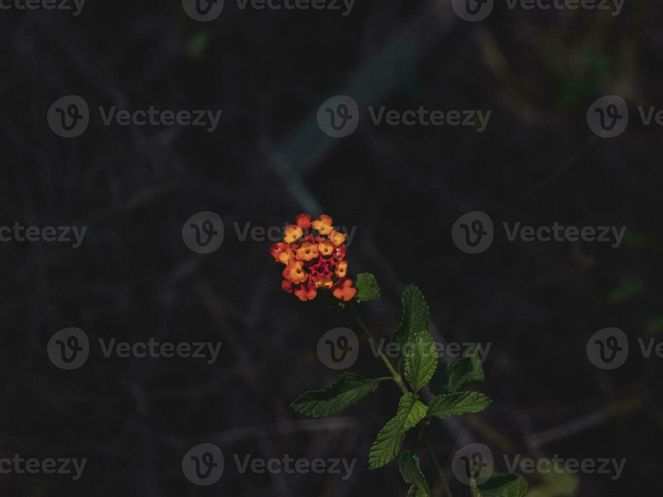 Isolated Flower with Red and Orange Petals. photo