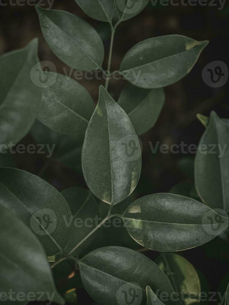 Moody green Bunch Of leaves. photo