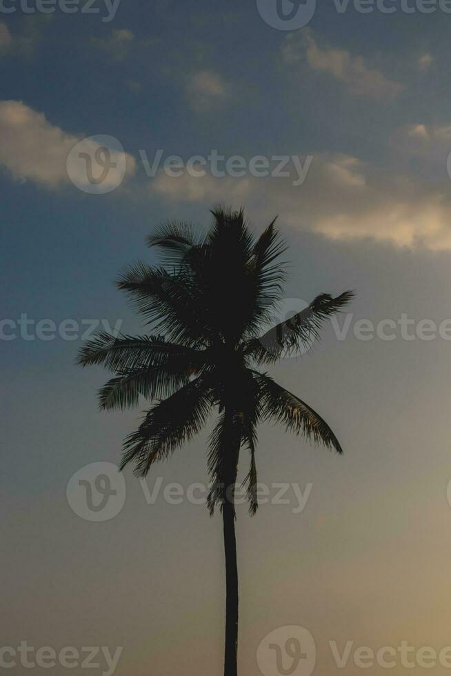 silueta de Coco árbol en contra el cielo. foto