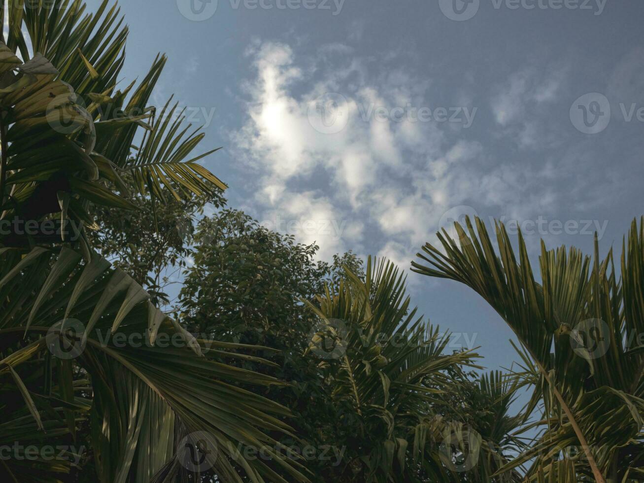cielo Disparo mediante hojas de areca nuez planta. foto