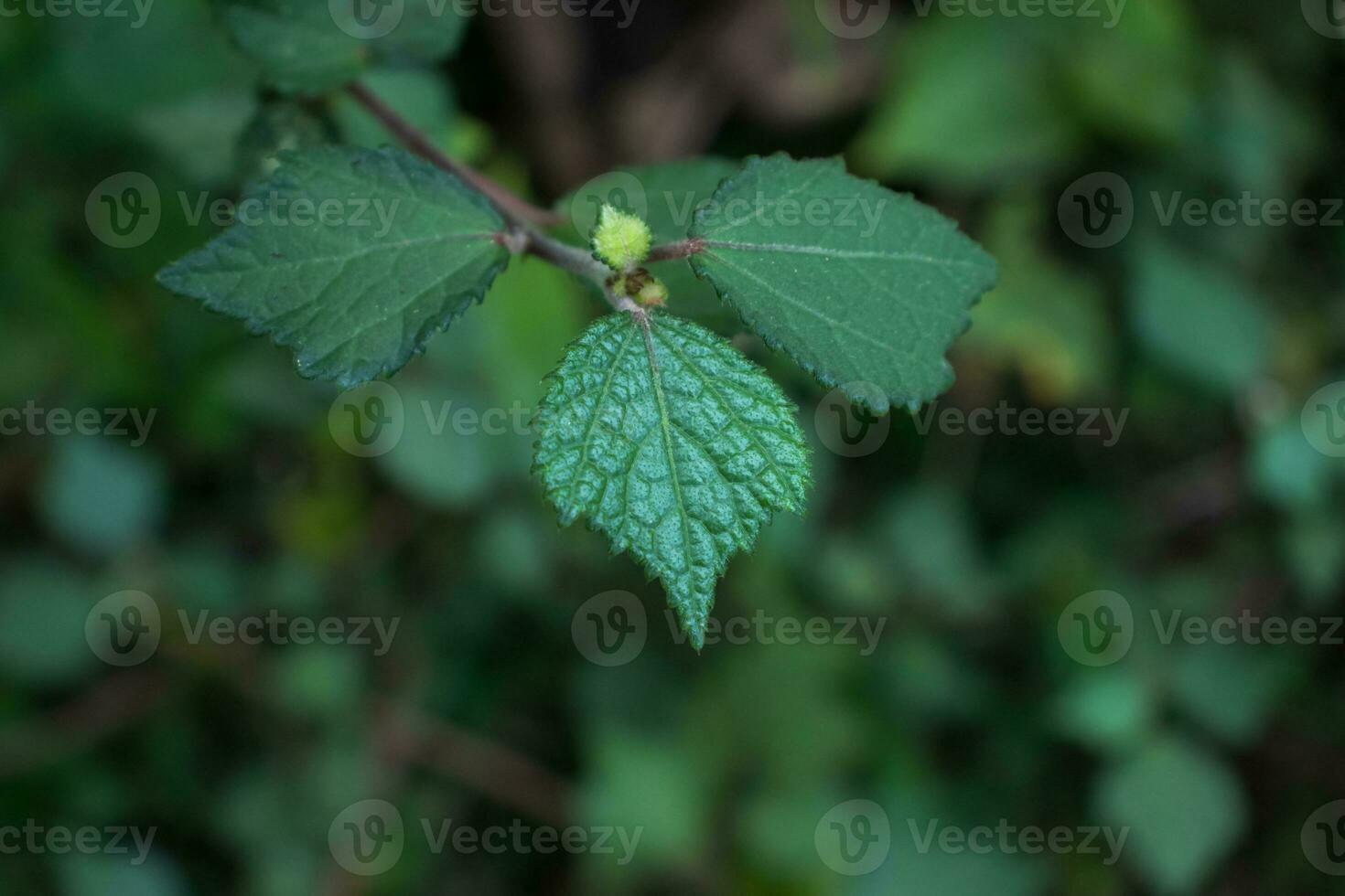 Close-up of Green Leaf Plant Part photo