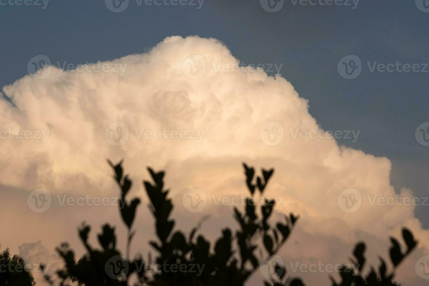 un cielo de nubes, alcanzando para un árbol. foto