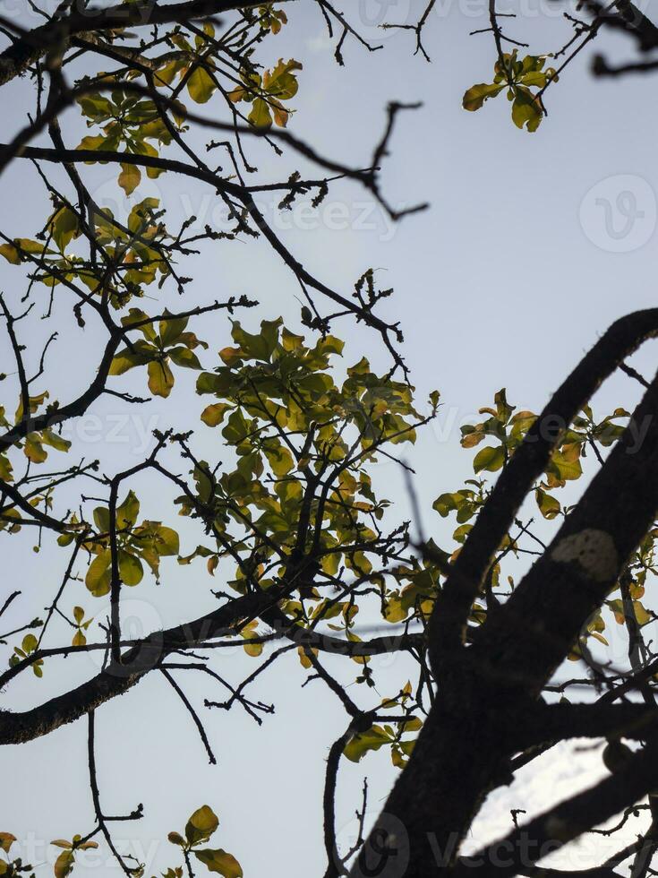 Abstract Of branches and Leaves. photo