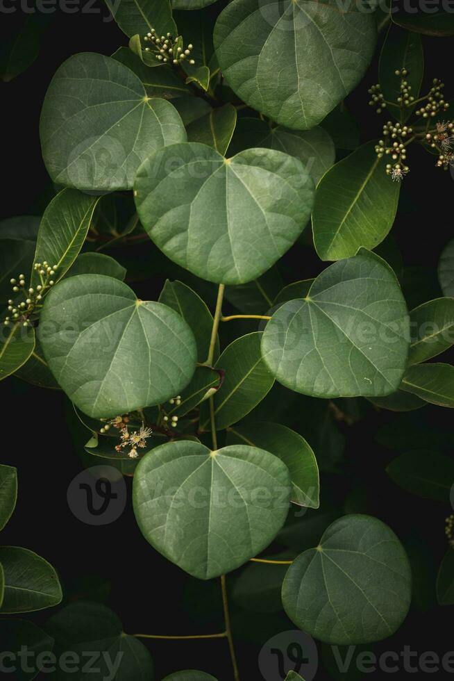 verde corazón conformado hojas antecedentes foto