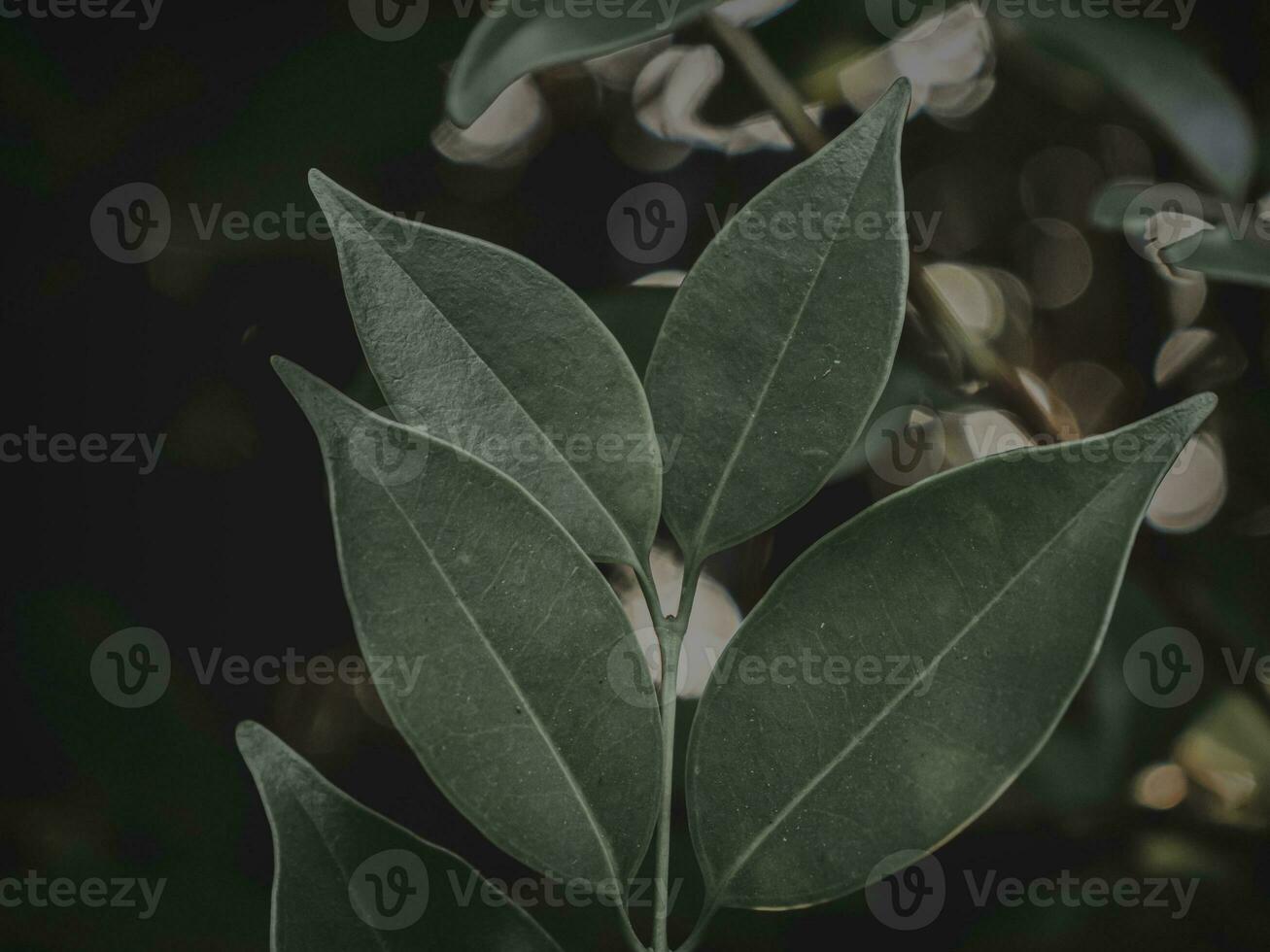 Moody green Bunch Of leaves. photo