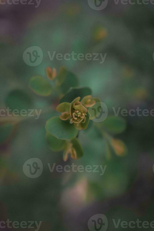 Green leaves with shallow depth of field. photo