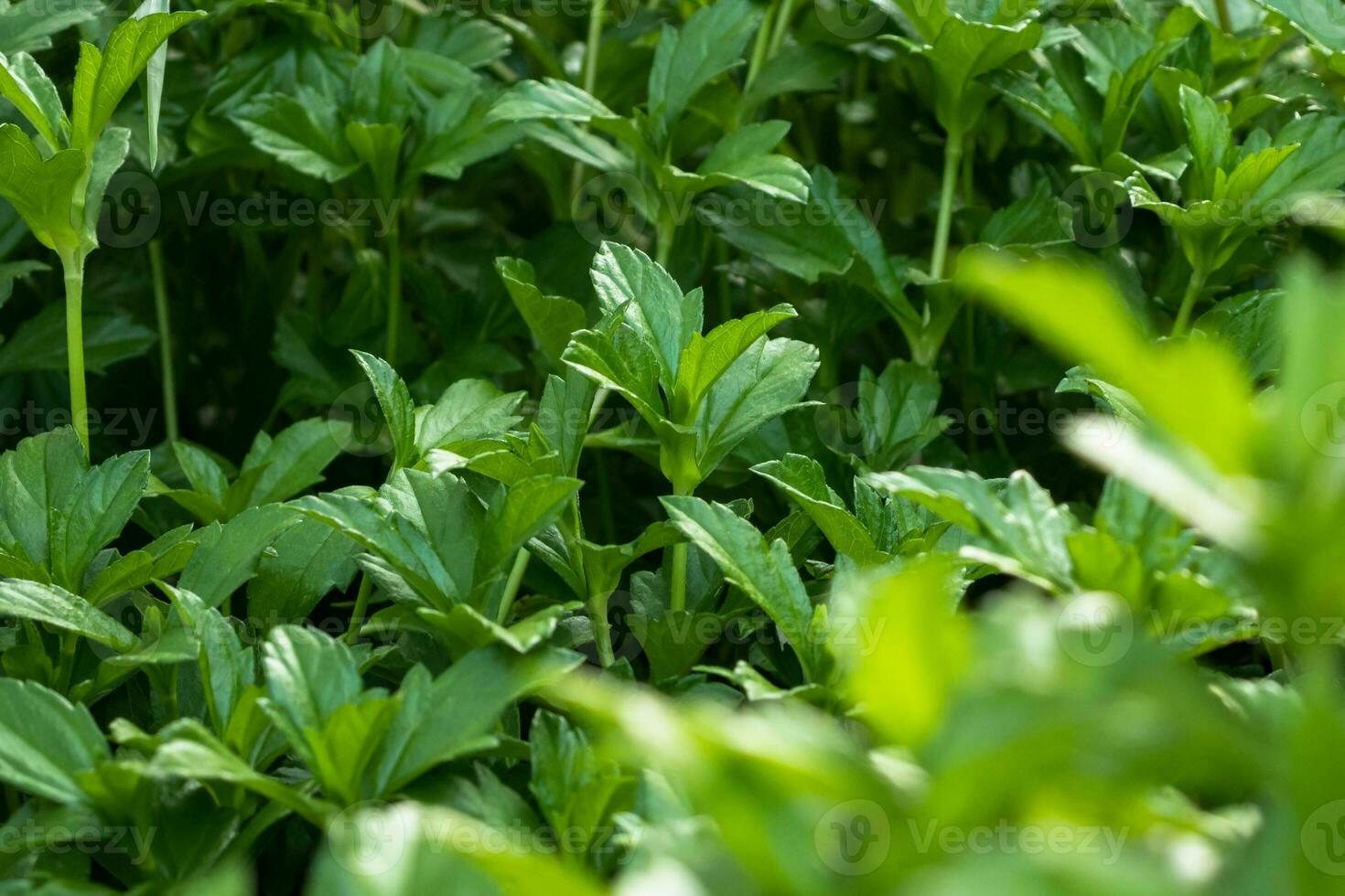 The Verdant Freshness of Herbal Growth photo