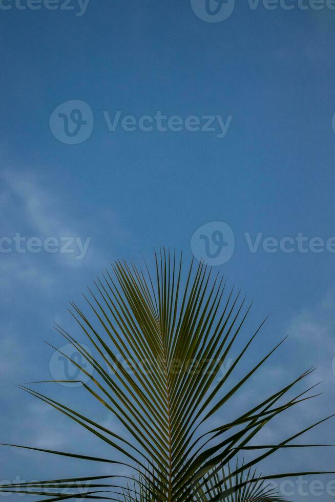 un azul tropical cielo con un palma hoja. foto