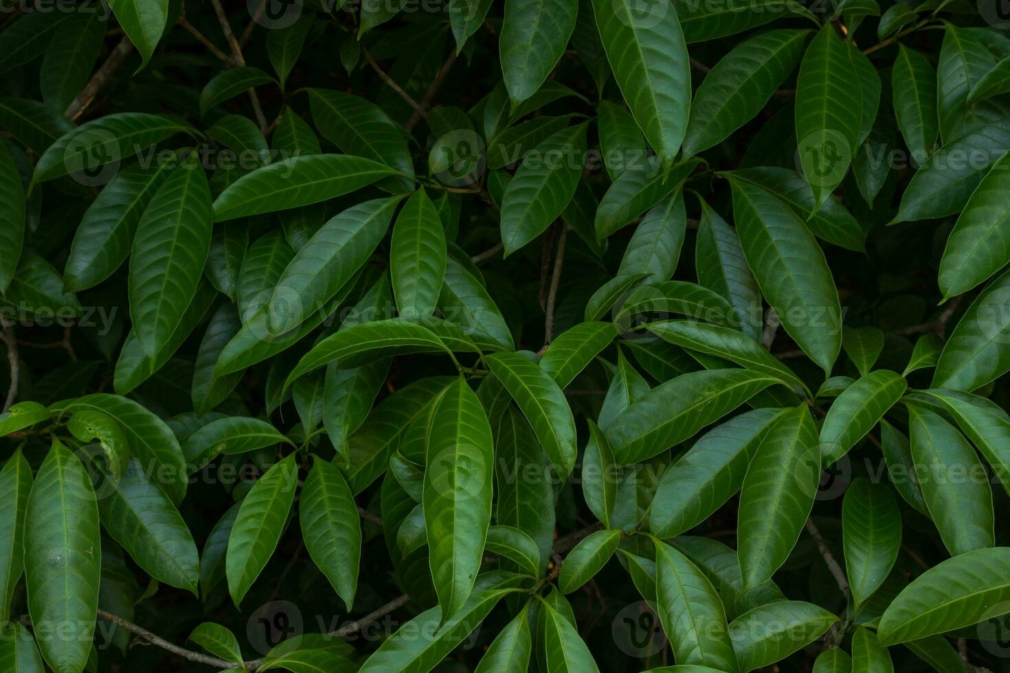 Fresh Green Herb with great pattern. photo