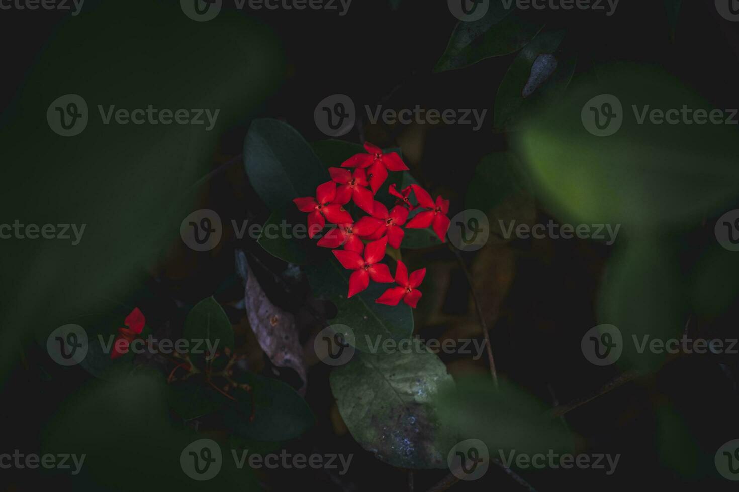 Red Ixora flower in garden photo