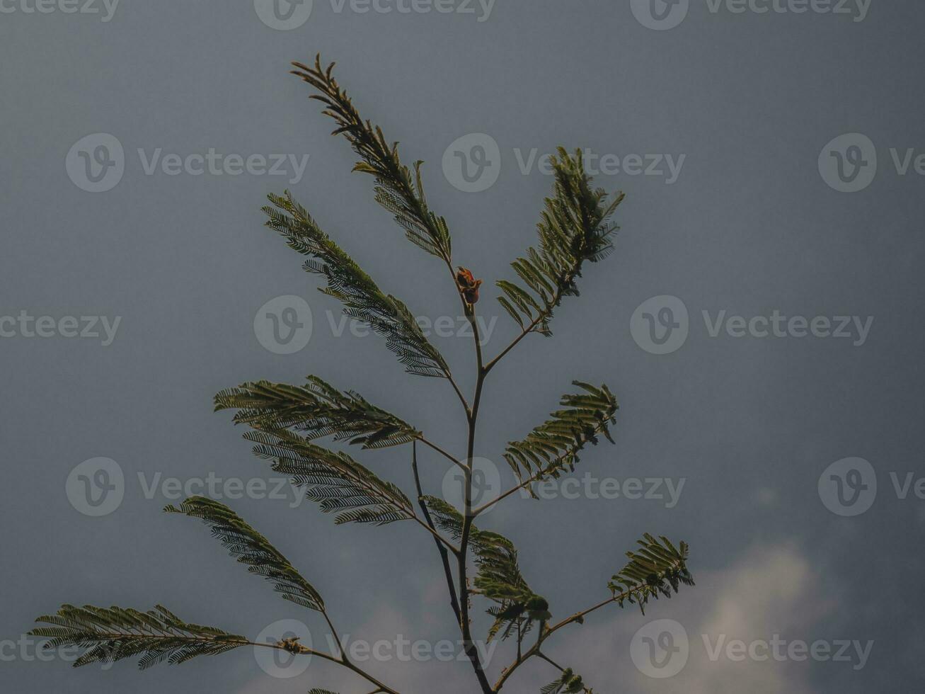 Abstract Sky shot with A branch of a tree. photo