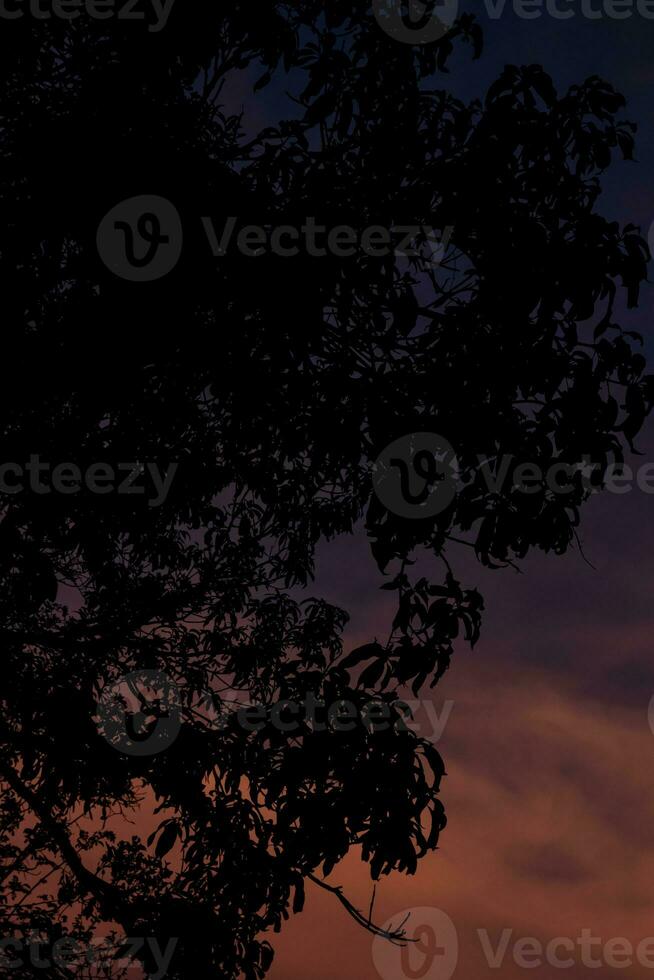 Silhouette of tree at twilight time photo