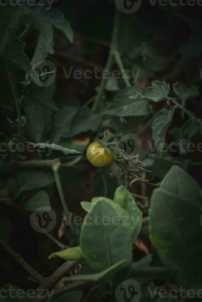 Single Half Ripened Cherry Tomato. photo