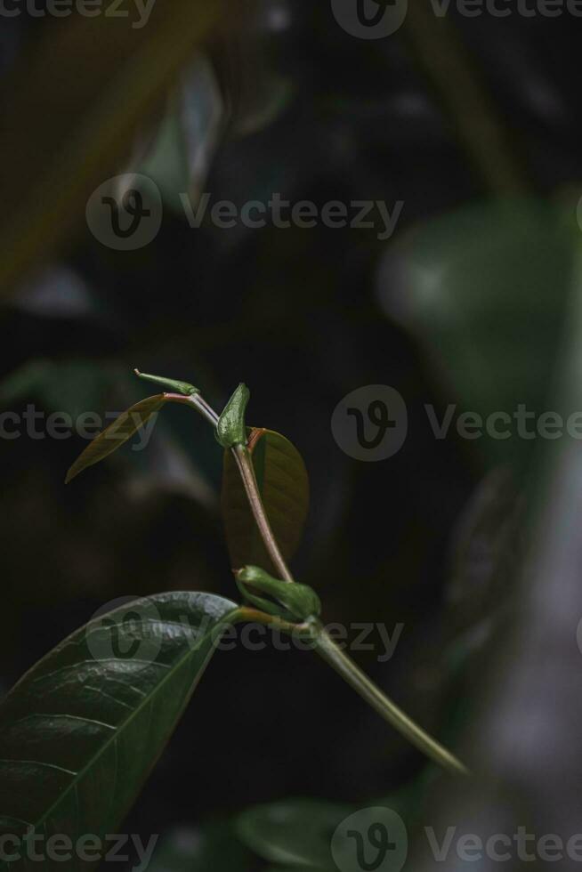 verde hoja en el selva de India foto