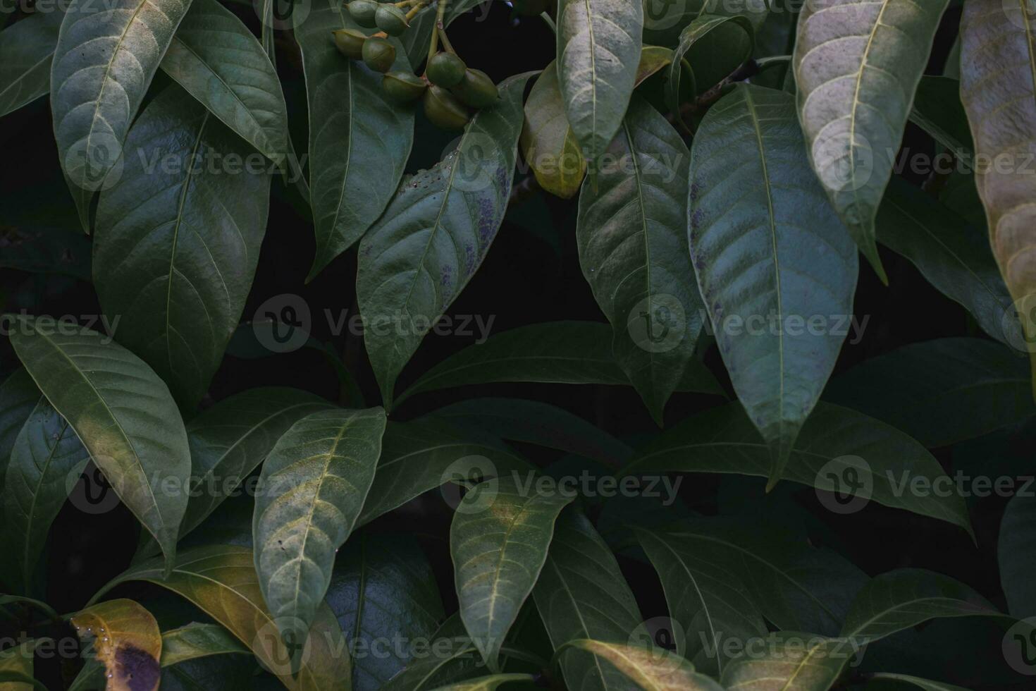 verde hojas de el árbol en el oscuro. foto