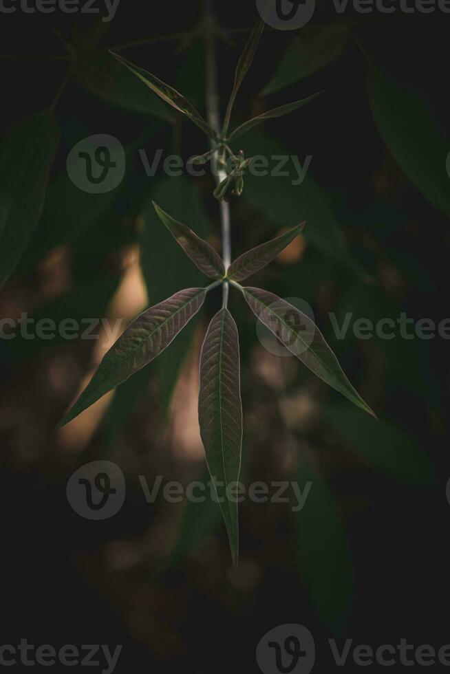 Close up of leaves with retro filter effect. photo